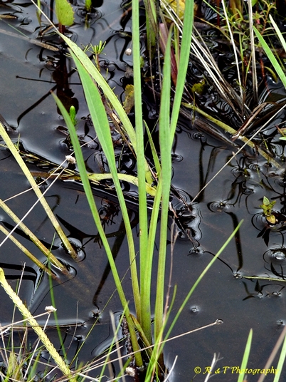 {Sagittaria graminea}